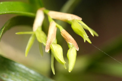 Epidendrum ramosum, photograph (c) fede2cr, some rights reserved (CC BY)