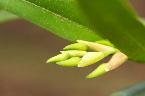 Epidendrum ramosum, photograph 6