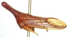 Aconophora