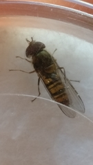 Episyrphus balteatus