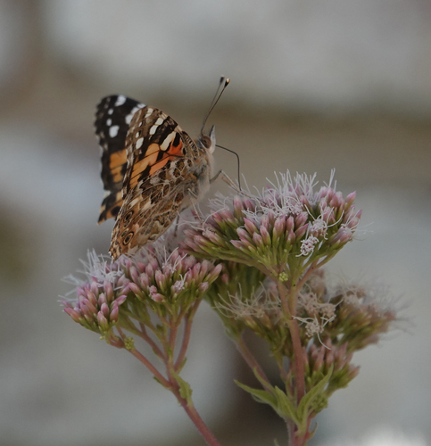 Painted Lady