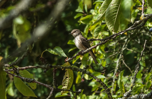 Spotted Flycatcher