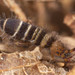 Orchesella hexfasciata - Photo (c) solomon hendrix, some rights reserved (CC BY-NC), uploaded by solomon hendrix
