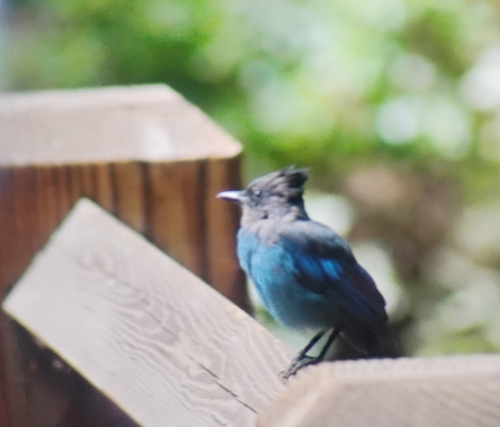 iNaturalist observation photo of Steller's Jay
