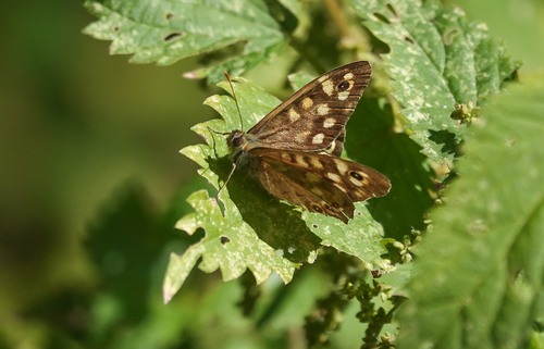 Speckled Wood