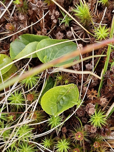 Viola palustris, photograph 4