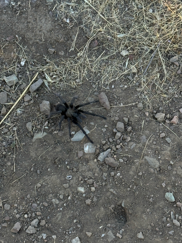 iNaturalist observation photo of Desert Tarantula