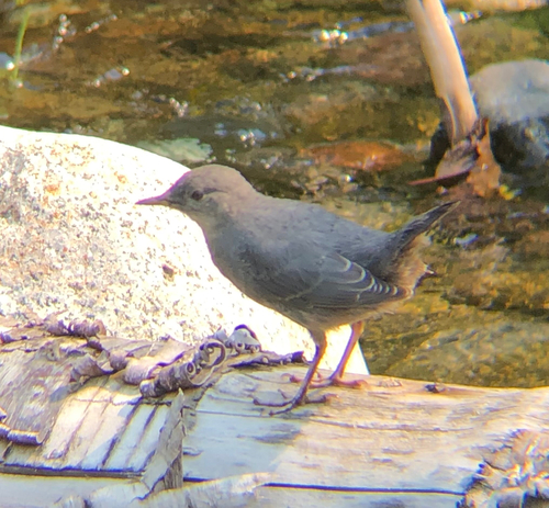 American Dipper