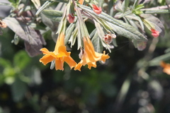 Diplacus × australis
