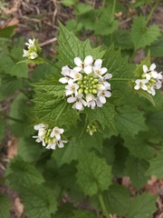 Alliaria petiolata
