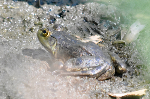 American Bullfrog
