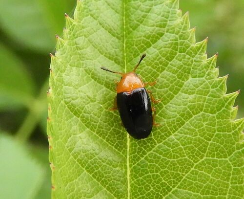 Triplax scutellaris