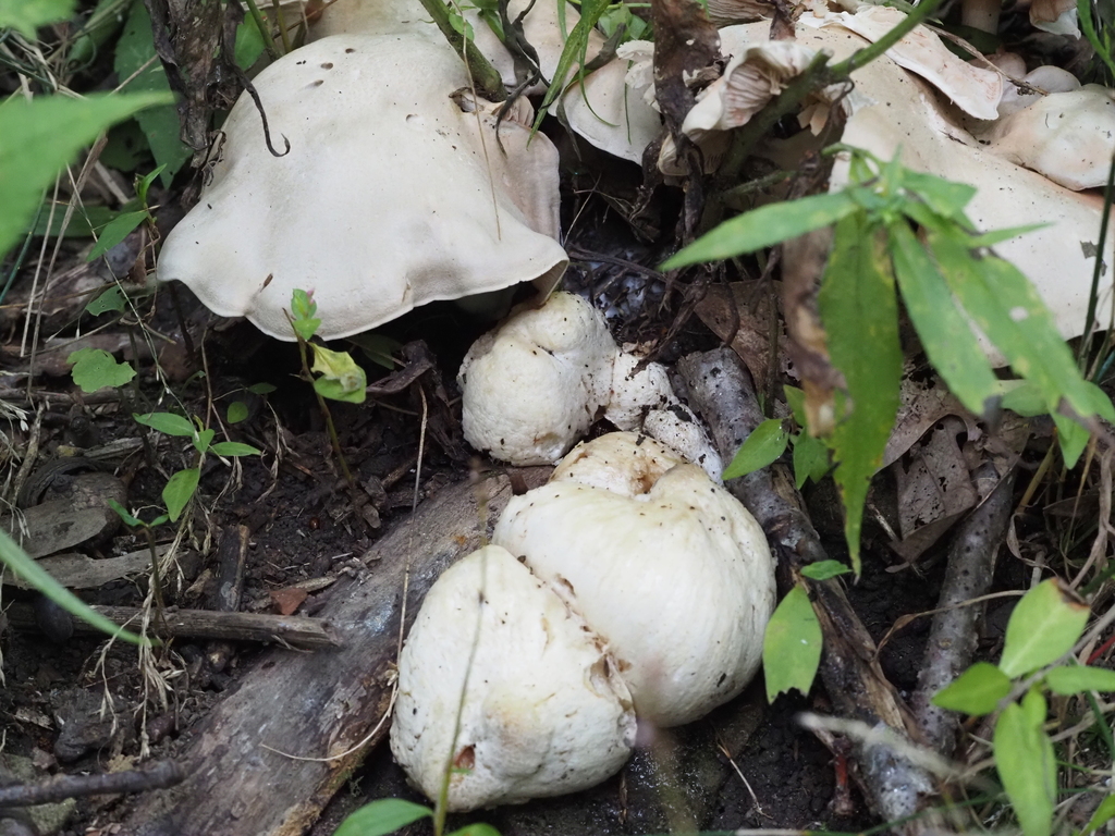 Aborted entoloma · August 2026 · photo: Photo: (c) Summit Metro Parks, some rights reserved (CC BY) · iNaturalist