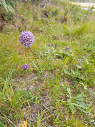 Devil's-bit Scabious