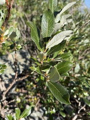 Salix helvetica