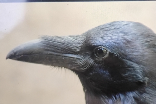 iNaturalist observation photo of Common Raven