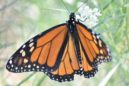 Monarch