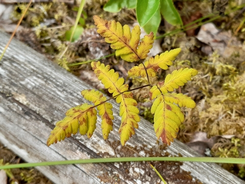 northern oak fern