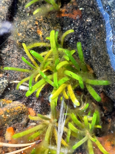 Water Lobelia