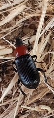 Heliotaurus ruficollis