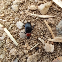Heliotaurus ruficollis