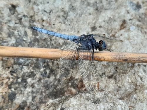Keeled Skimmer