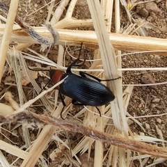 Heliotaurus ruficollis