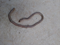 Xerotyphlops vermicularis