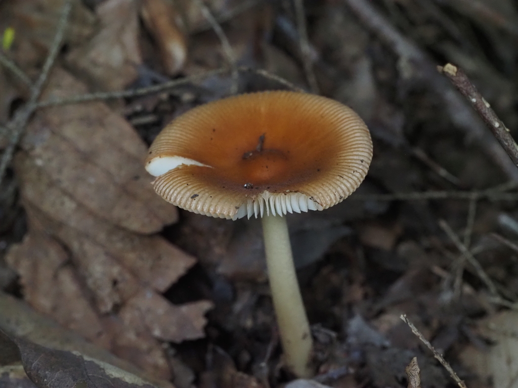 Tawny Grisette · August 2026 · photo: Photo: (c) Summit Metro Parks, some rights reserved (CC BY) · iNaturalist