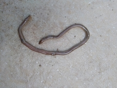 Xerotyphlops vermicularis