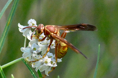 Apache Paper Wasp