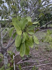 Ficus americana