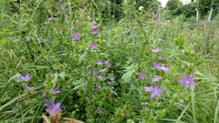 Triodanis perfoliata