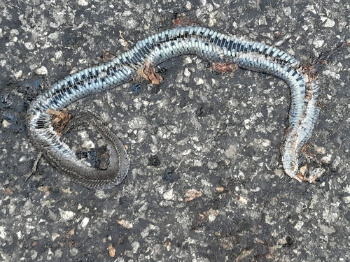 grass snake