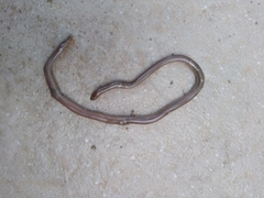 Xerotyphlops vermicularis