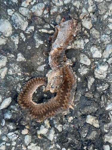 Adder
