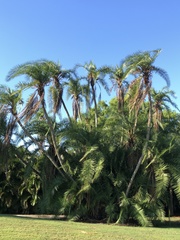 Phoenix reclinata