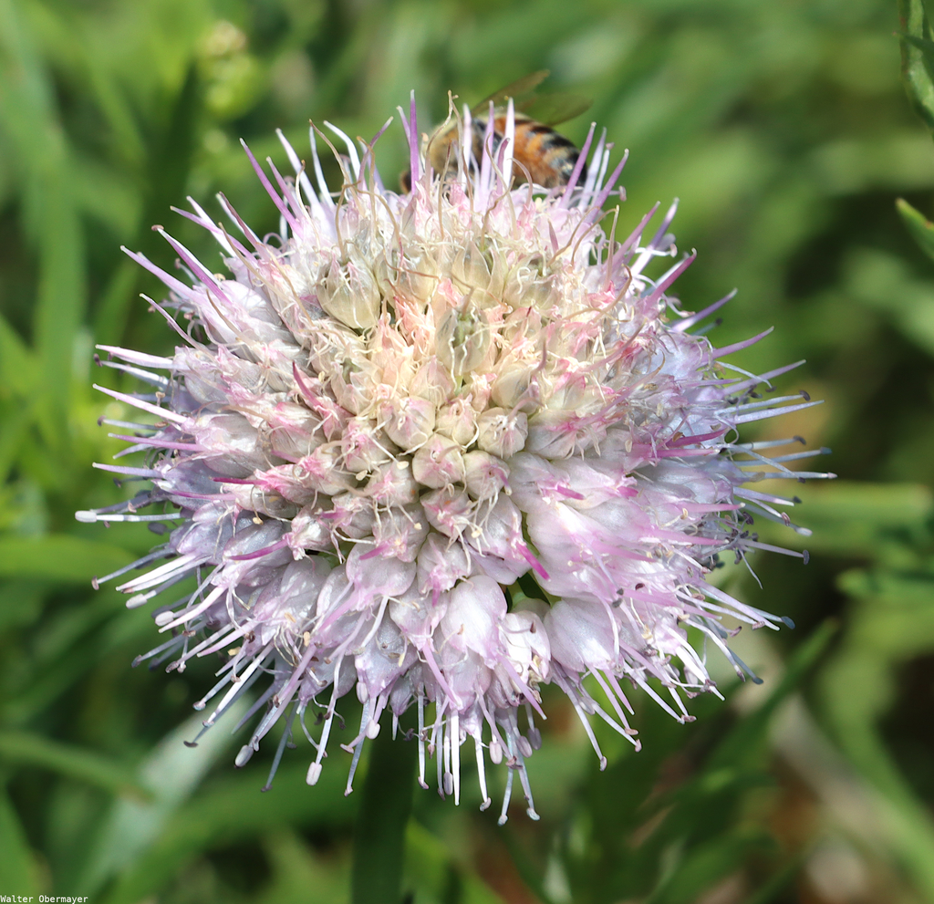 Stout Alpine Onion