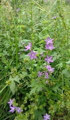Triodanis perfoliata