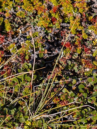 Carex capitata observed 2026-08-25
