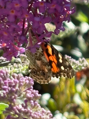 Painted Lady