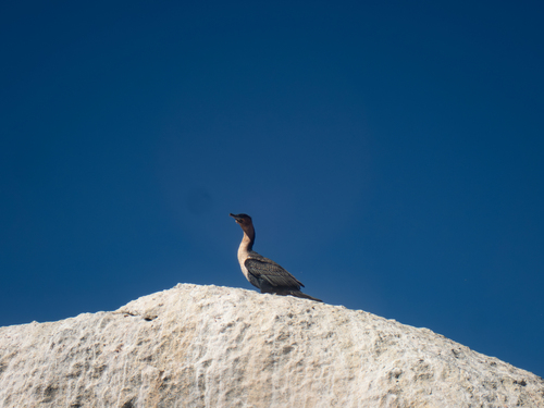 iNaturalist: (c) Zander Labuschagne, some rights reserved (CC BY-NC), uploaded by Zander Labuschagne iNaturalist image