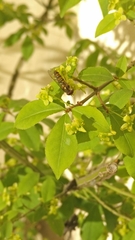 Episyrphus balteatus