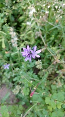 Triodanis perfoliata