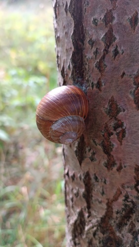 Roman Snail
