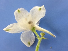 Delphinium tricorne