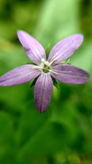Triodanis perfoliata