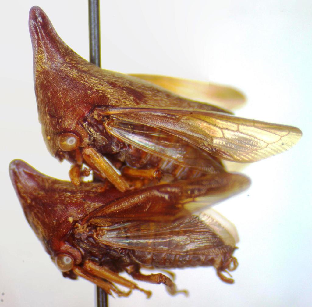 Aconophora mexicana