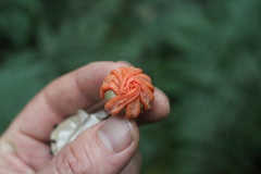 Clathrus