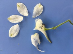 Delphinium tricorne